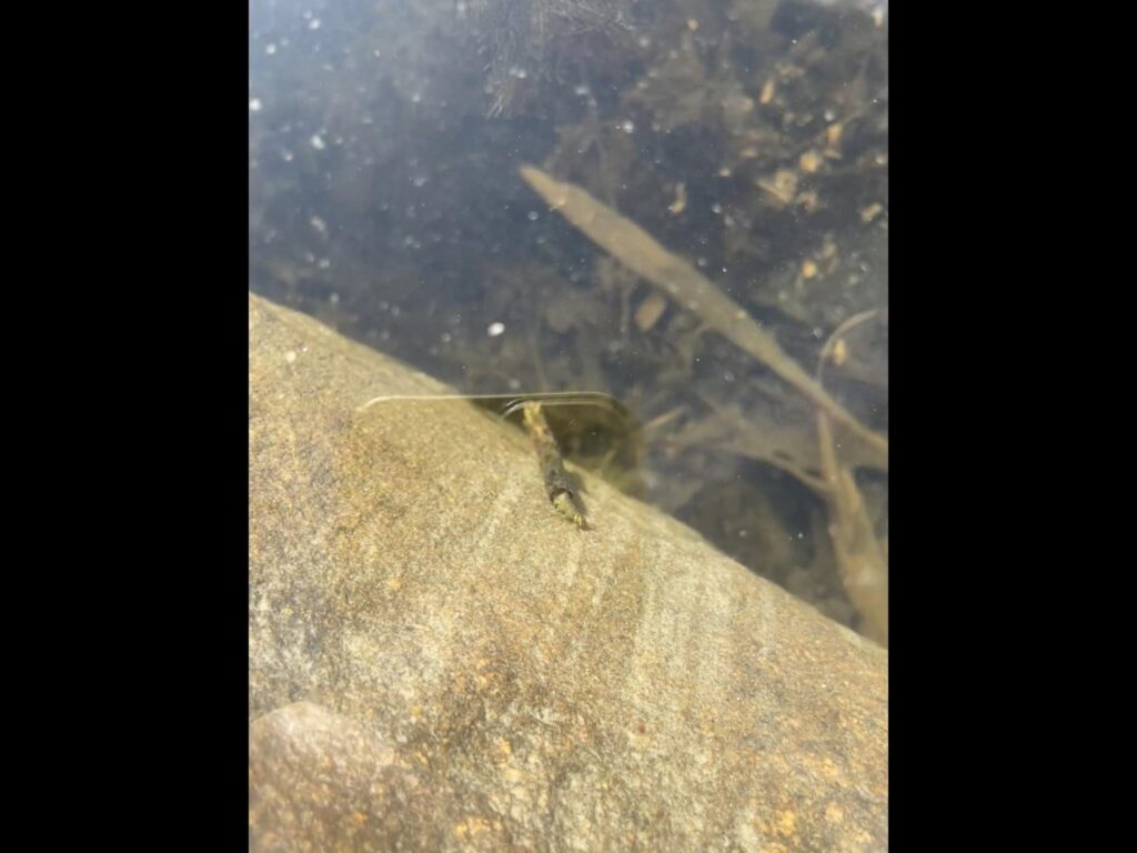 茶色いトビケラの幼虫が岩の上を移動中