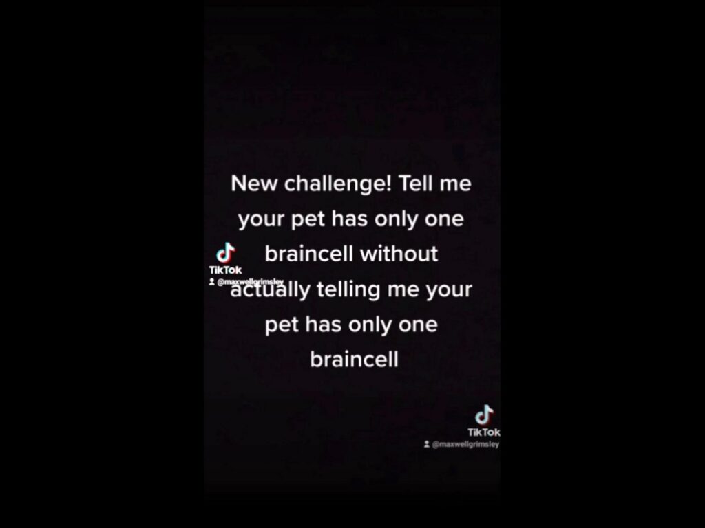 文字が記載されたTikTokの動画画面