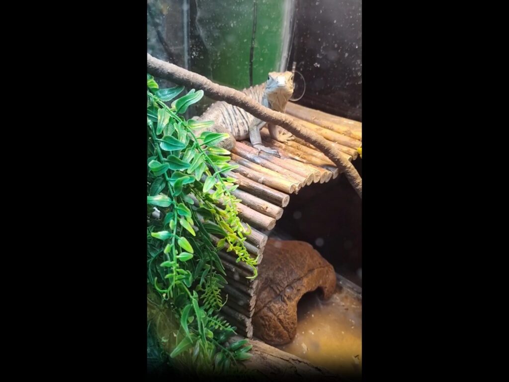 木の上で休んでいる灰色のトカゲ