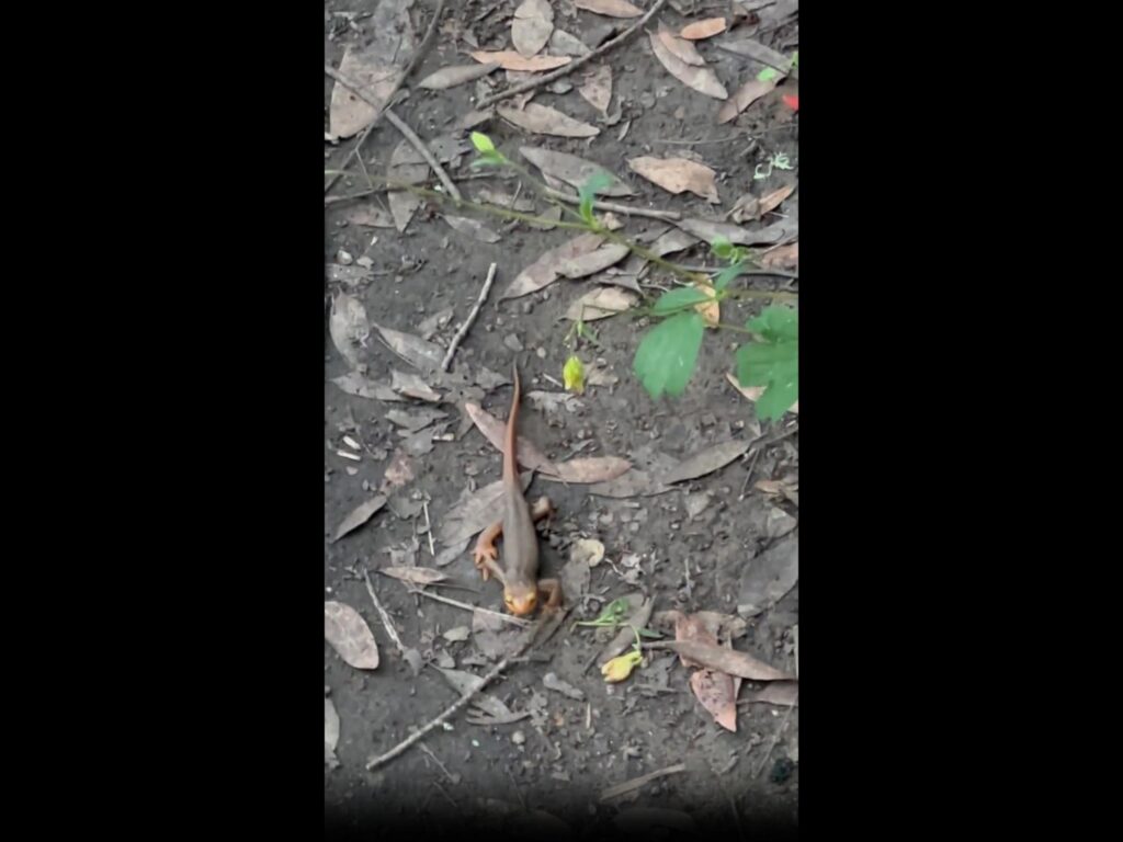 地面を這う茶色とオレンジのイモリ