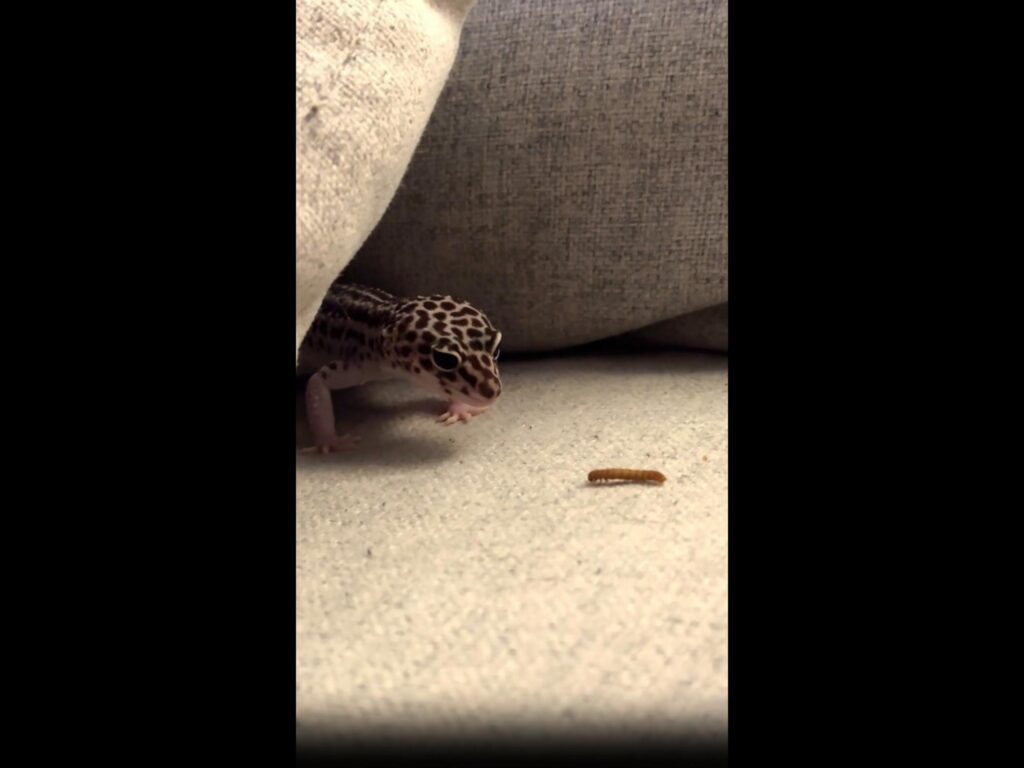 虫を狙う斑点模様のヒョウモントカゲモドキ