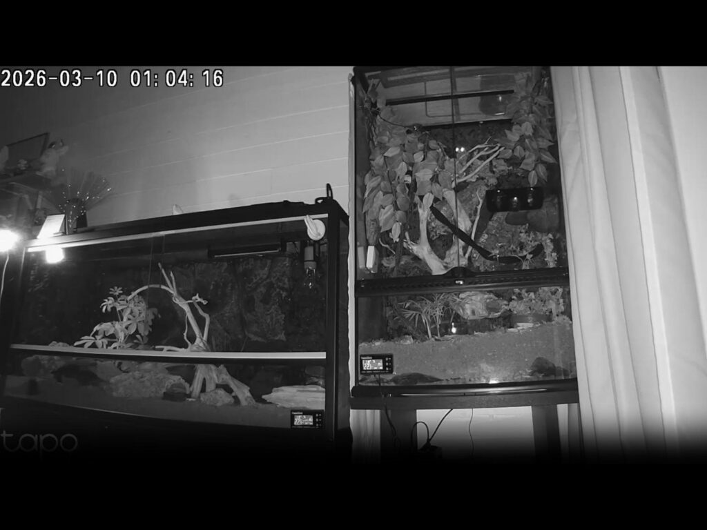 白いオカメインコがケージの上で佇んでいる