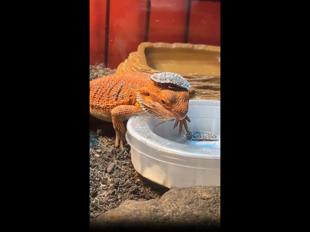 虫を頭に乗せ餌を見る橙色のアゴヒゲトカゲ