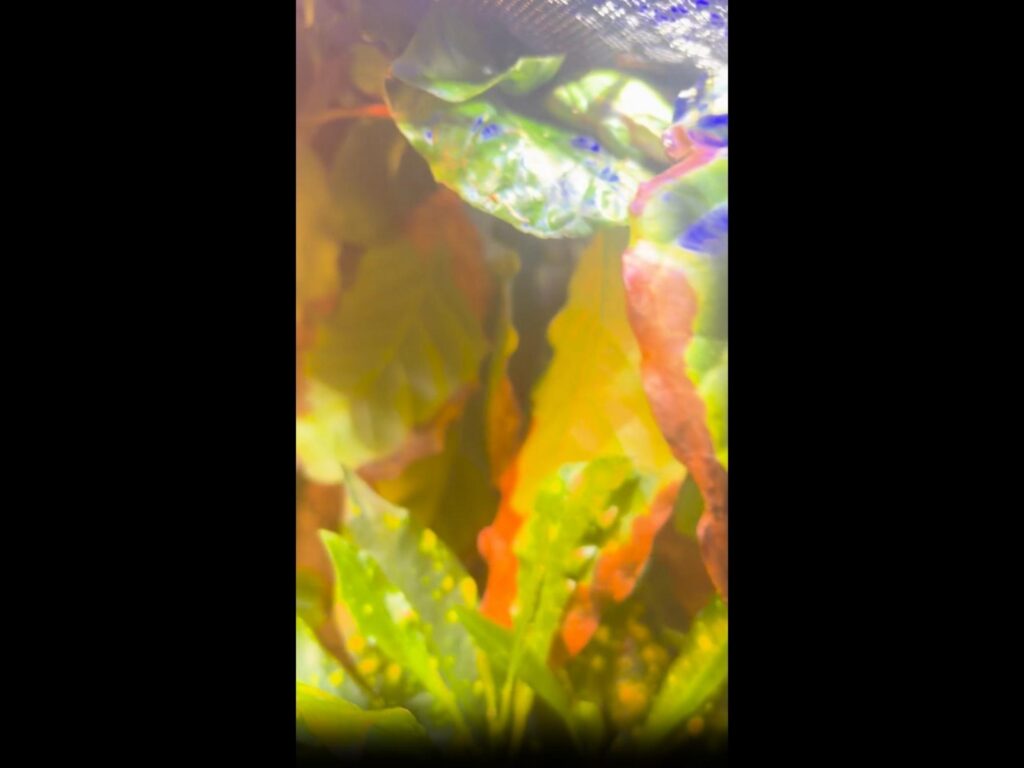 色鮮やかな葉が茂るテラリウム内