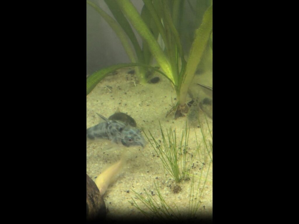 砂の上で白と斑模様の魚が泳いでいる