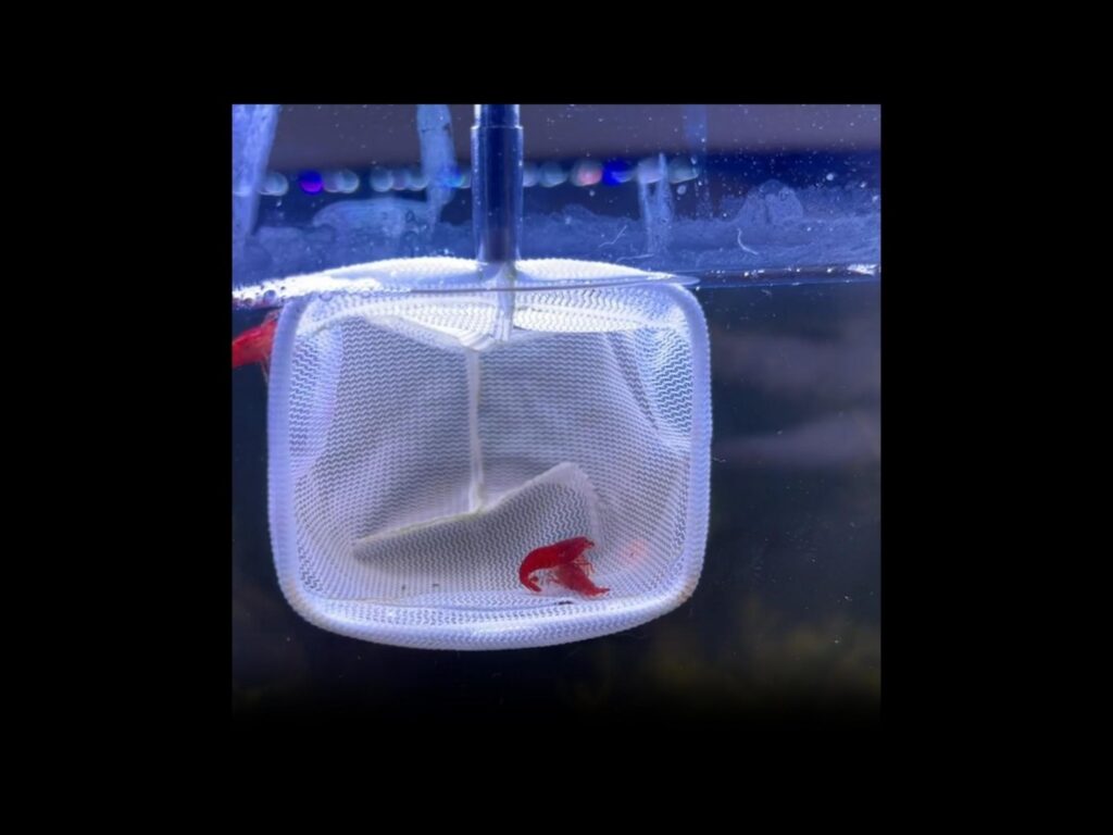 網の中にいる赤いエビ