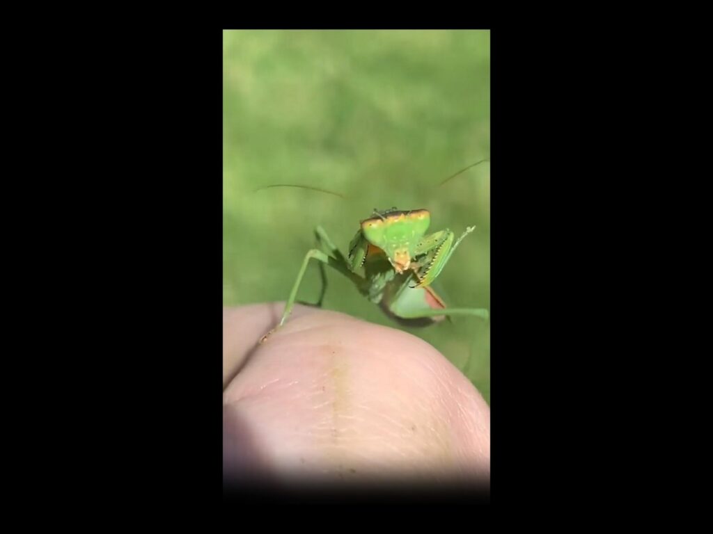 指に乗って顔を洗う緑色のカマキリ