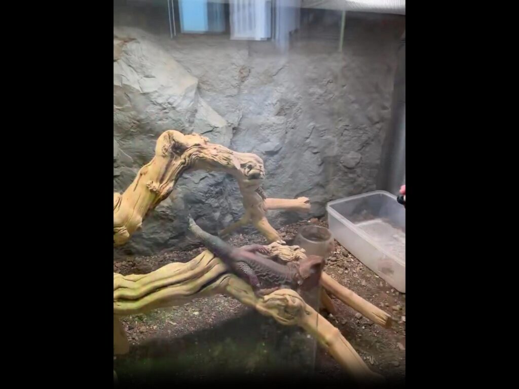 枝の上で休んでいる茶色のアゴヒゲトカゲ