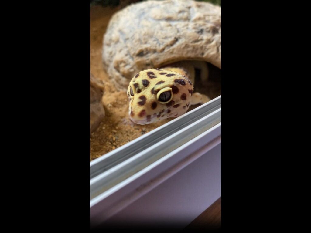 岩から顔を出す黄色い斑点模様のトカゲ