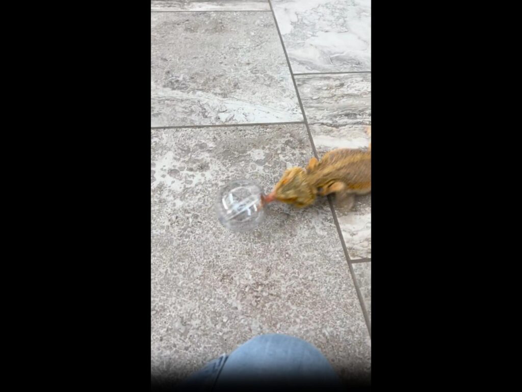 ボールを突くオレンジのフトアゴヒゲトカゲ