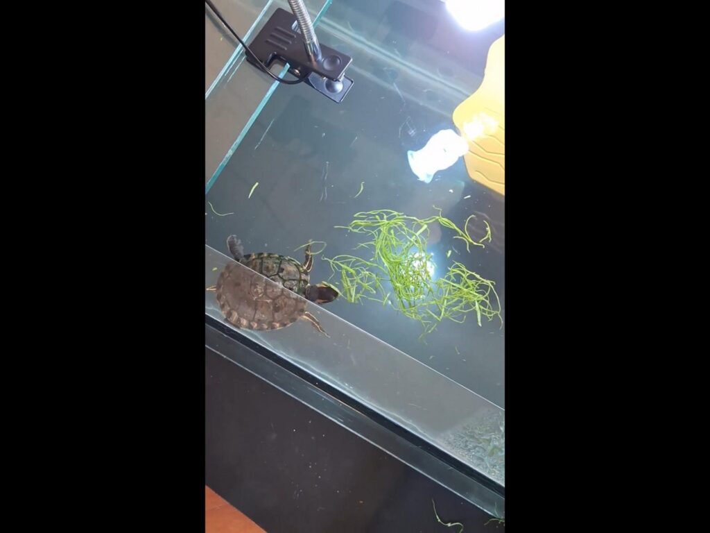 茶色のカメが水草の横を泳いでいる