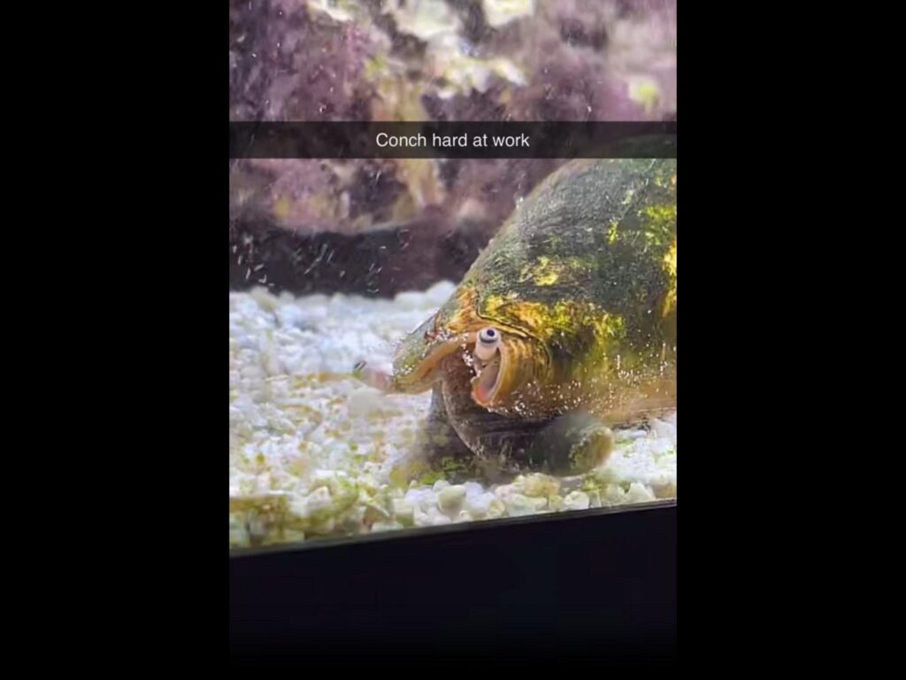 砂底を掃除する黄緑色のマガキガイ