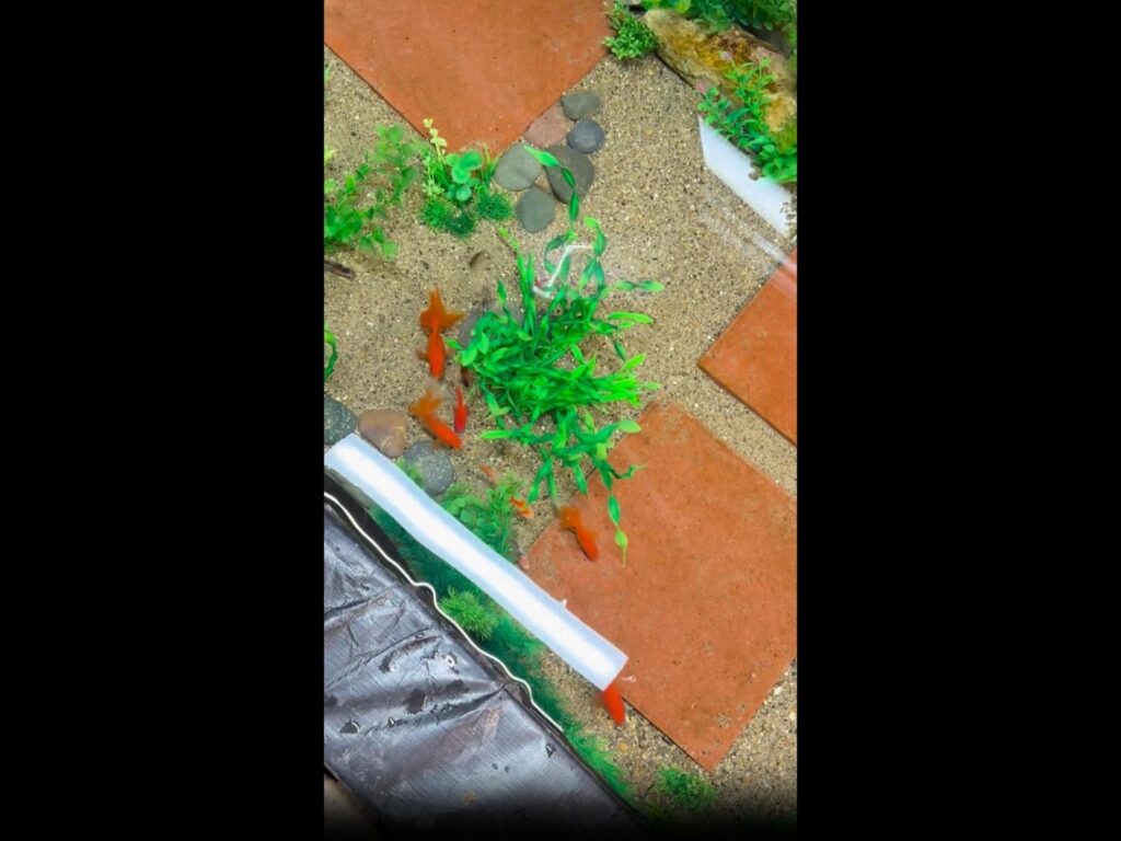 オレンジ色の金魚が泳いでいる