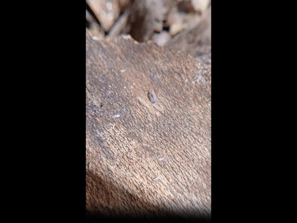 木の上で静止している灰色のワラジムシ