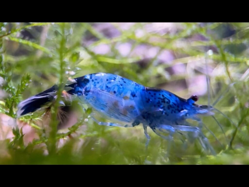 水草に止まっている青い斑点模様のエビ