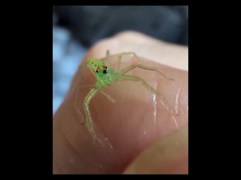 指の上でこちらを見る緑色のハエトリグモ