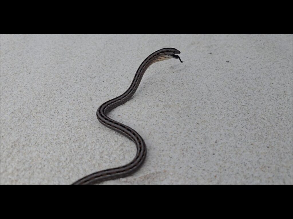 舌を出し頭を上げる茶色い縞模様のヘビ