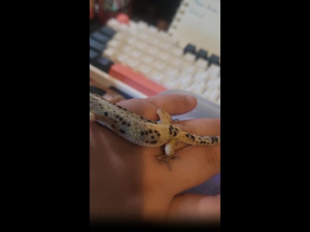 手に乗る黒い斑点模様の薄茶色のトカゲ