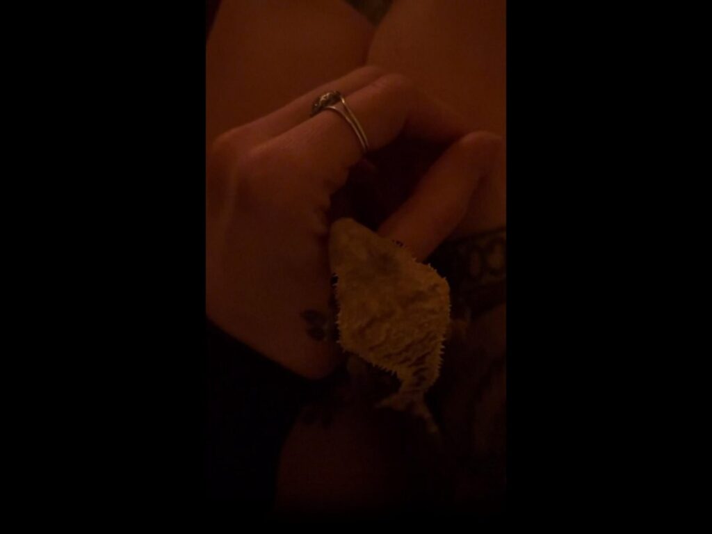 手に乗っている薄黄色のヤモリ