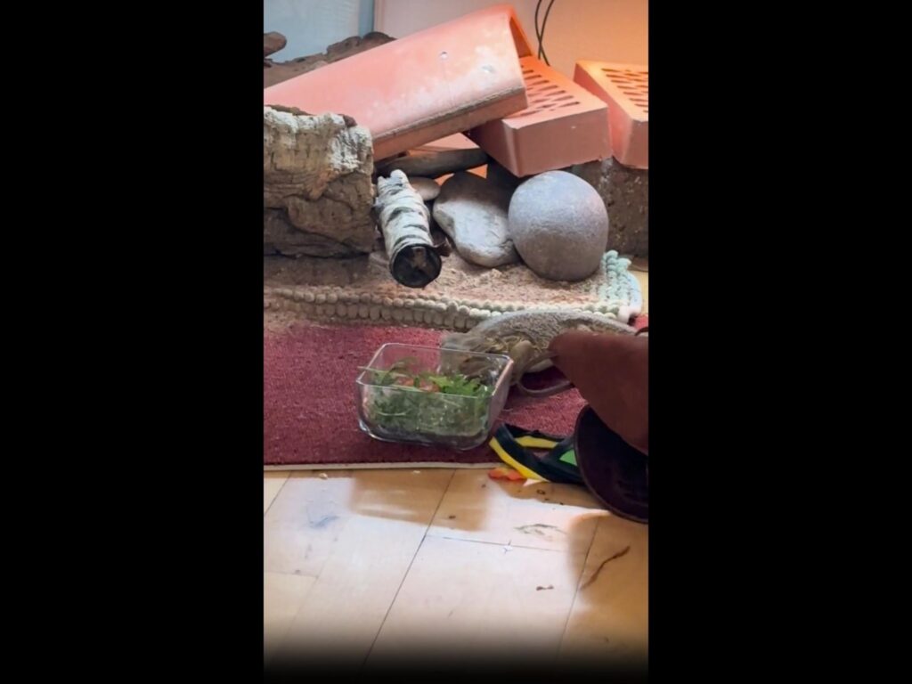 茶色のトカゲがボウルの野菜を食べている