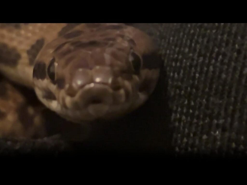 正面を見つめる茶色い斑模様のヘビ