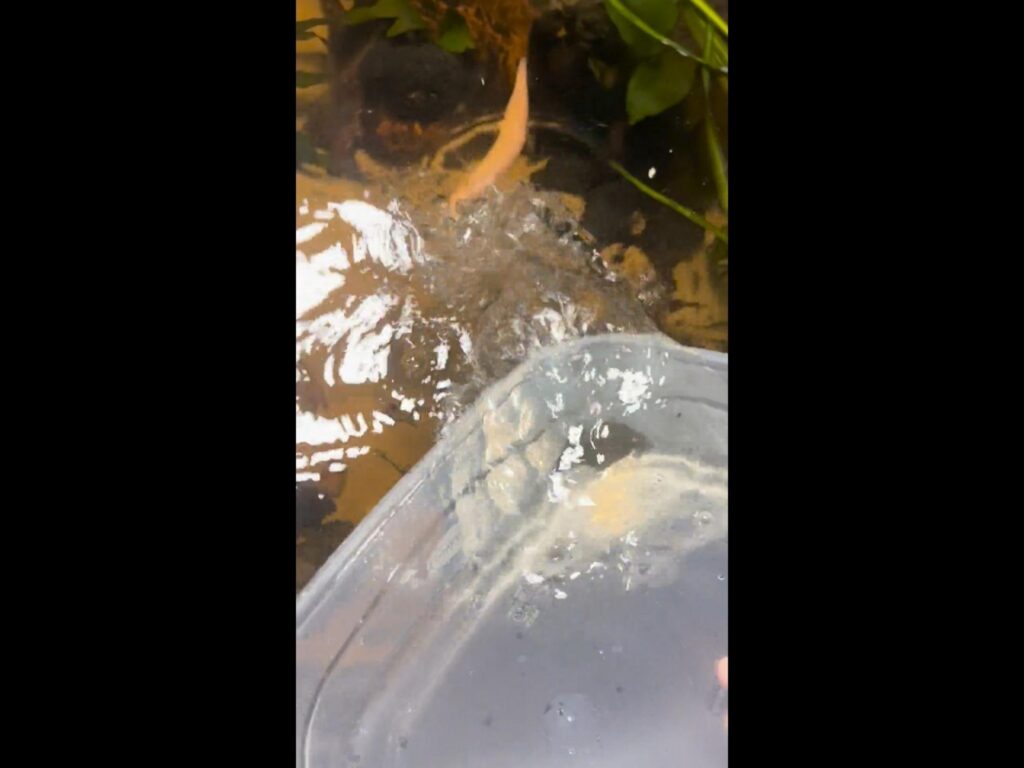 オレンジ色のドジョウが泳いでいる