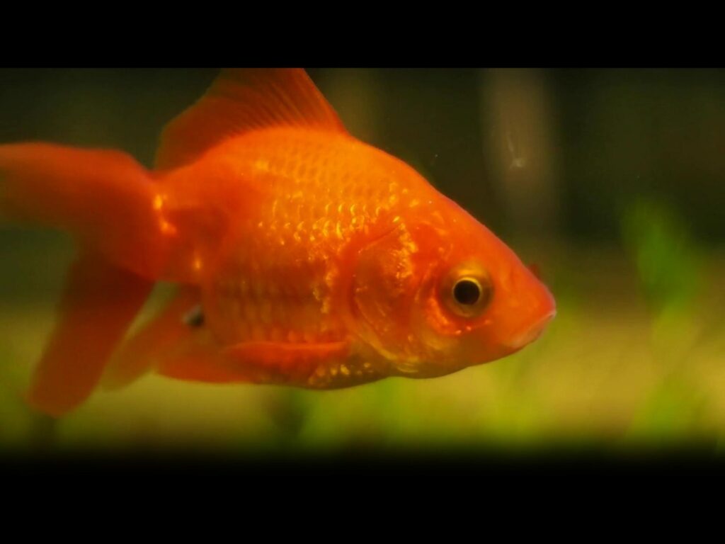 オレンジ色の金魚が泳いでいる