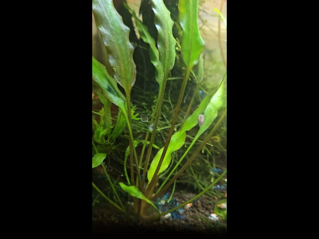 青いエビが水草や底で休んでいる