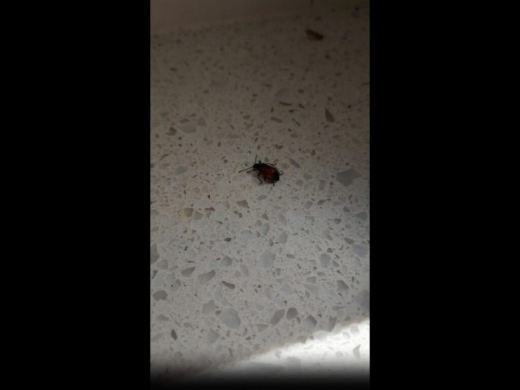 白い面で静止する赤褐色の小さな甲虫