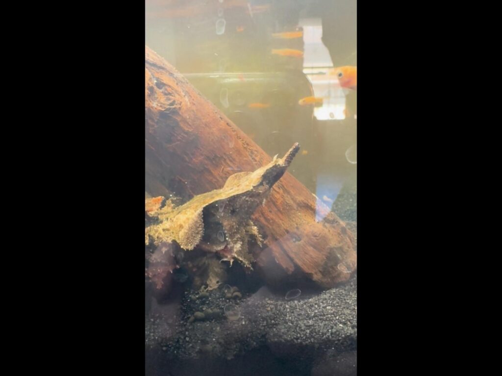 流木で静止している茶色のマタマタ