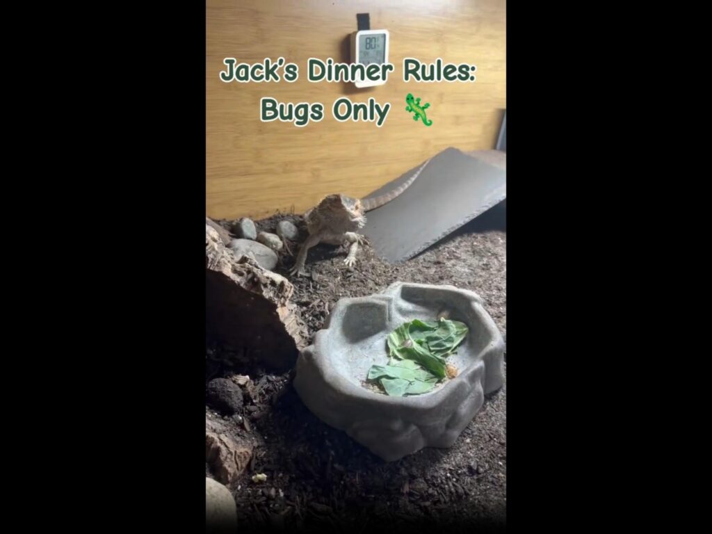 茶色のトカゲが野菜の入った皿を見ている