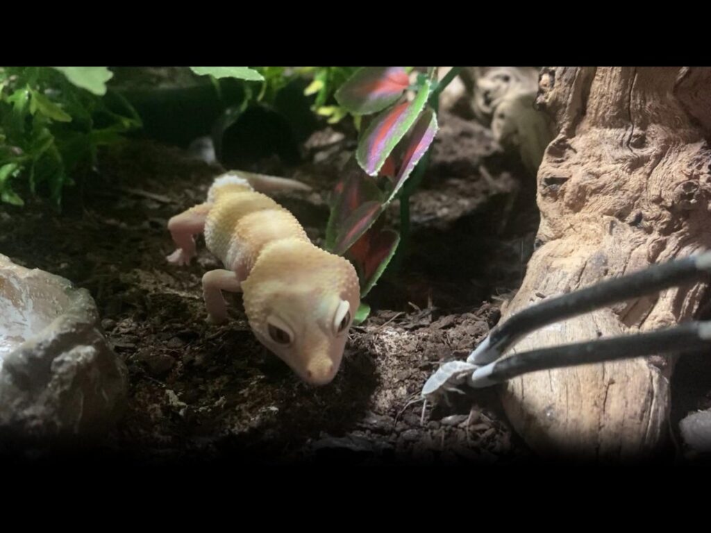 薄黄色のヒョウモントカゲモドキが餌を狙う