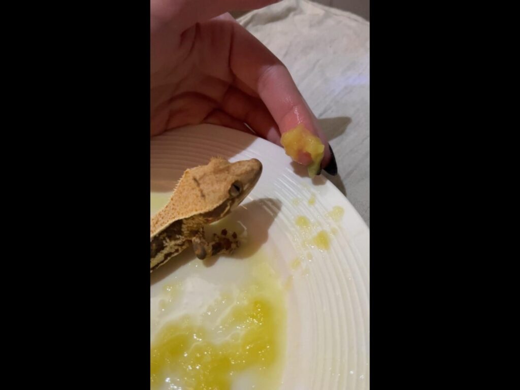 餌を見つめる茶色のクレステッドゲッコー