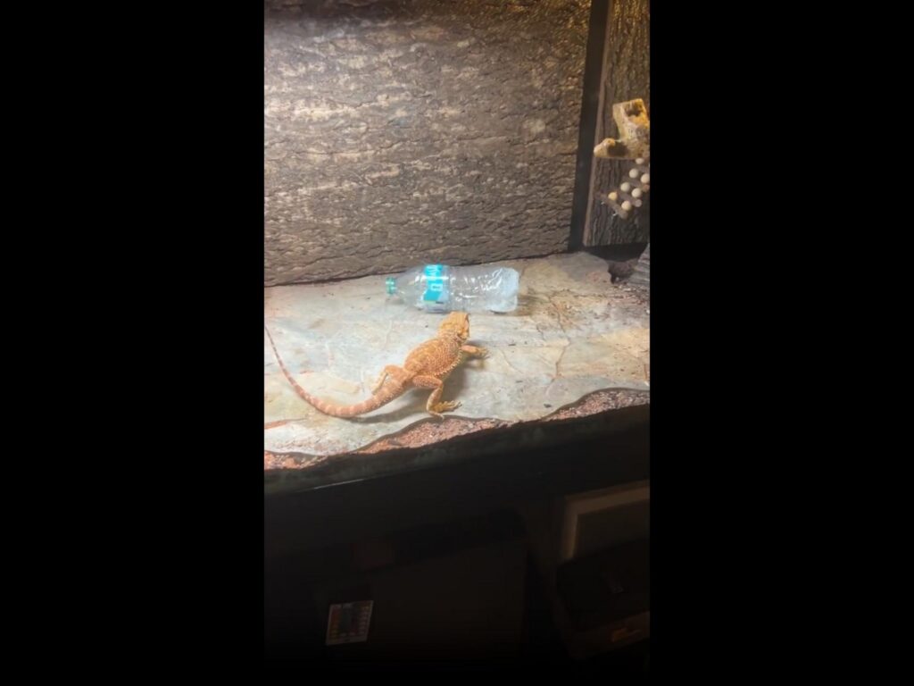 オレンジ色のトカゲがボトルに向かって歩く