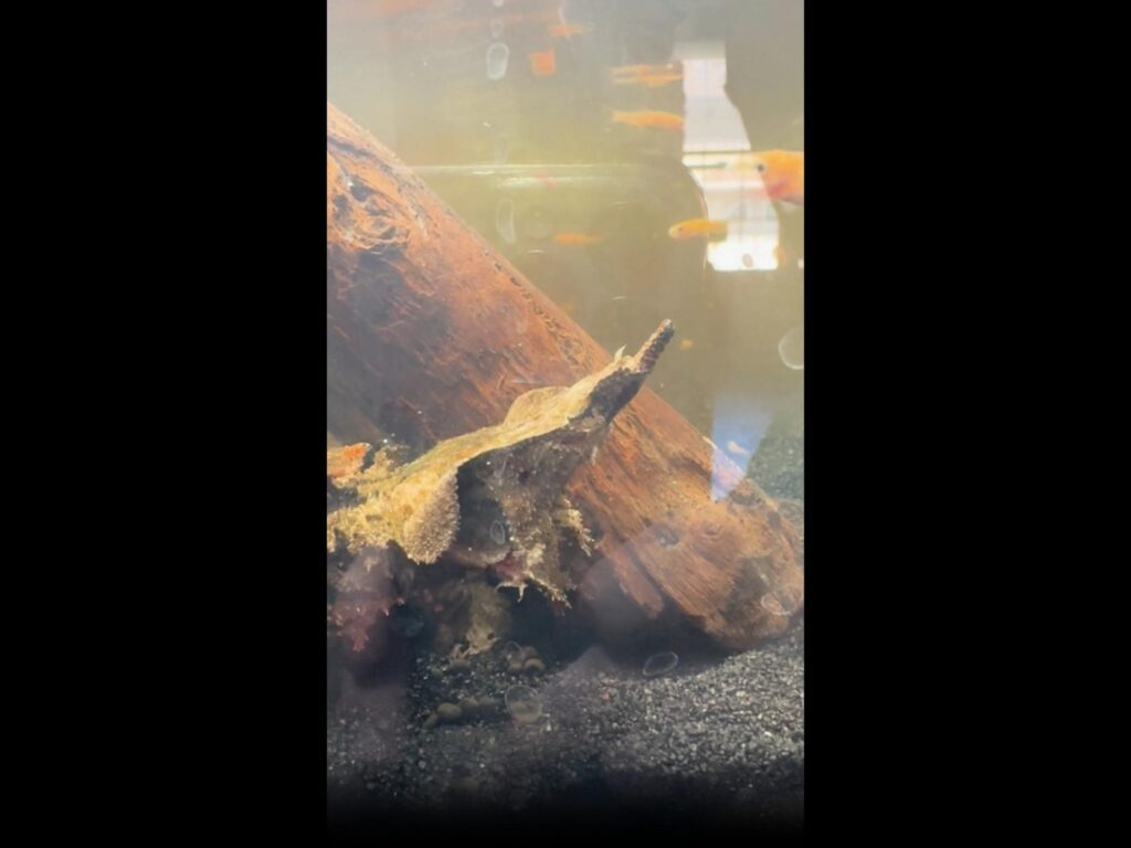 茶色のマタマタが水底でじっとしている