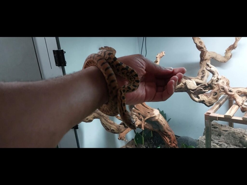 腕に巻き付く茶色い斑点模様のヘビ