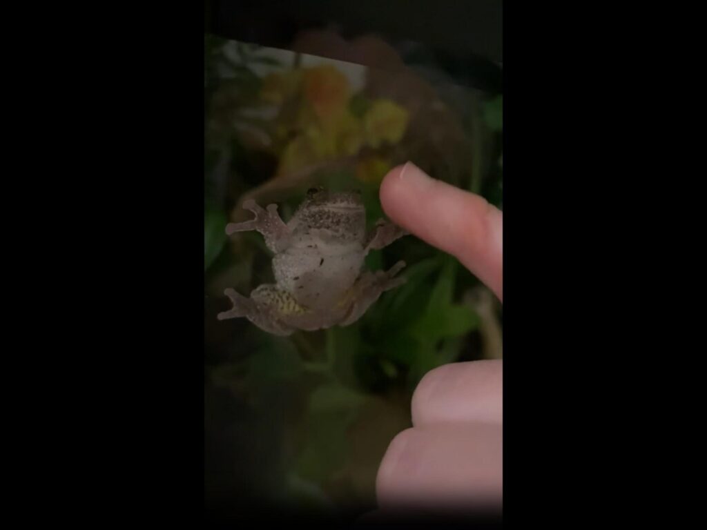 ガラスに張り付く灰色の斑点模様のカエル