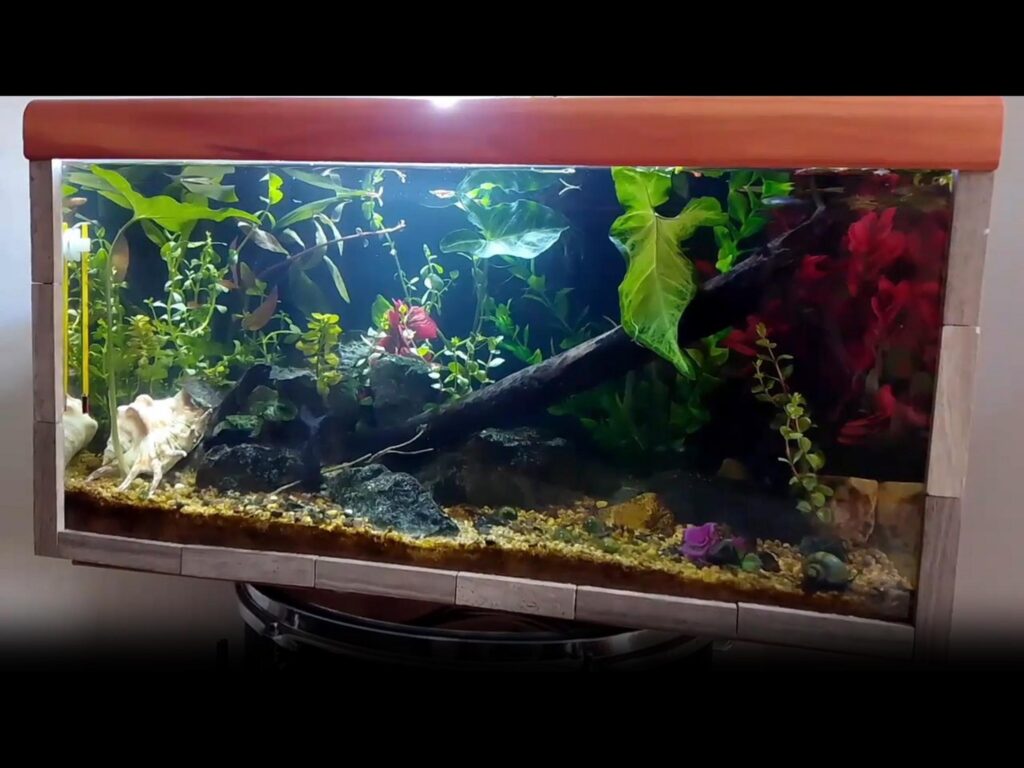 赤い小魚が緑の水草の間を泳いでいる