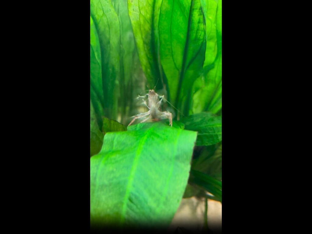 葉の上で扇を広げて食事中の茶色のエビ