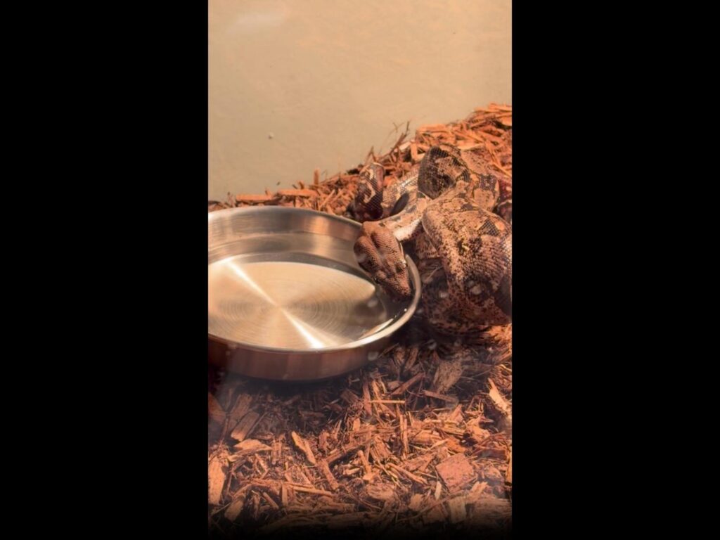 水皿に頭を乗せて休む茶色のヘビ