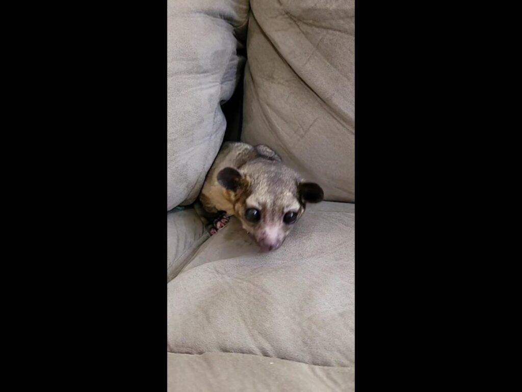 隙間から覗く灰色のショウガラゴ