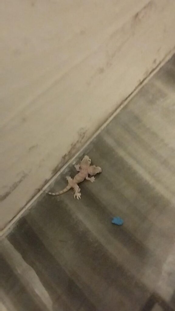 薄茶色のヤモリが床に止まっている