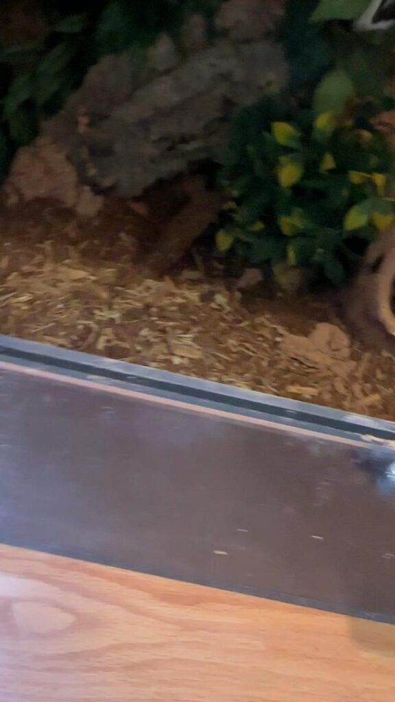 テラリウムの中の床材や流木と人工植物