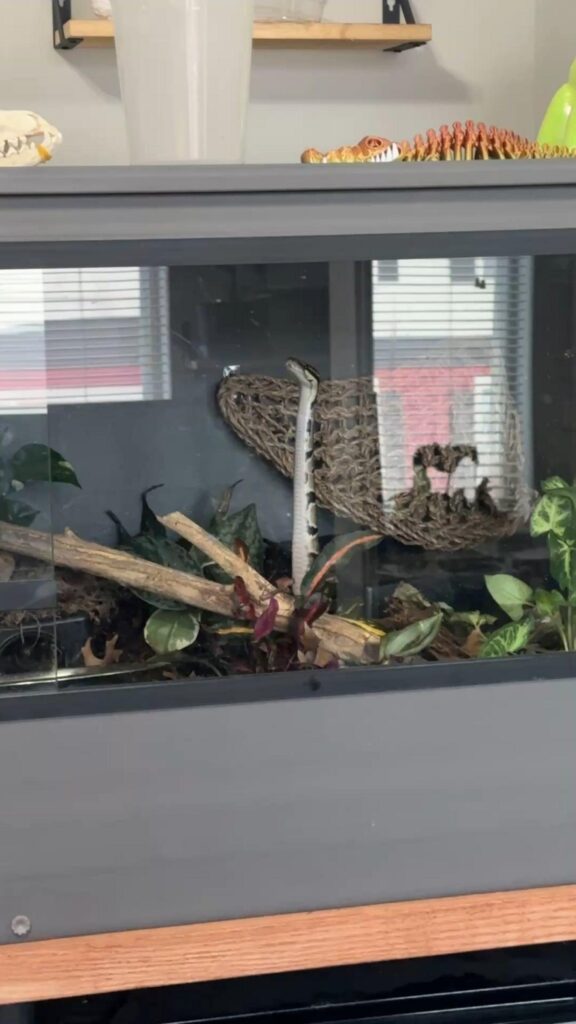 白と茶色の蛇が上を向いて伸びている