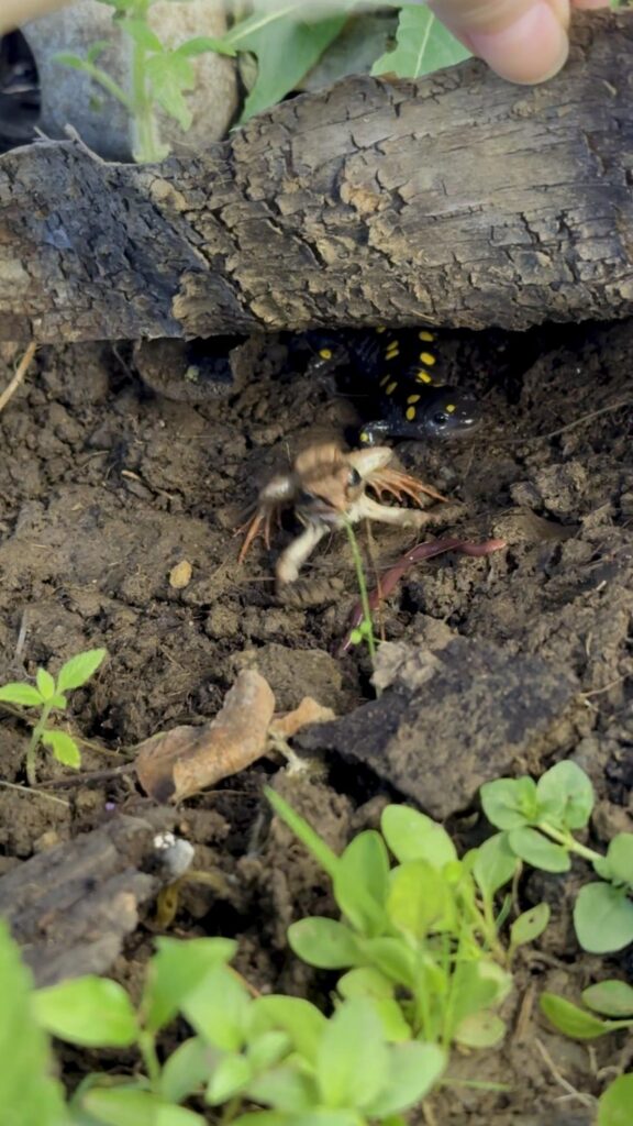 黄色斑点の黒い山椒魚と茶色の蛙が逃げる