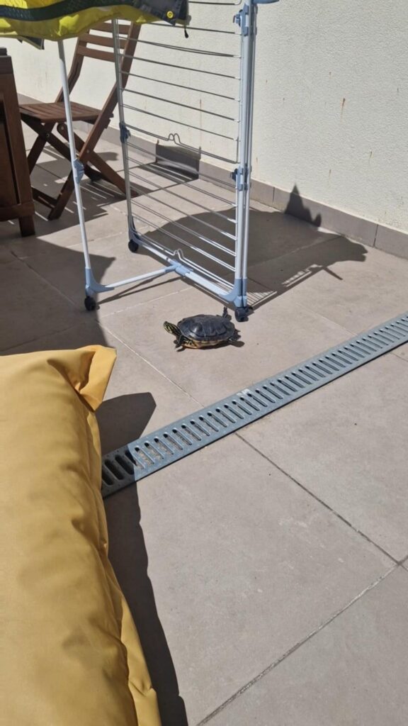 黒と黄色のカメが歩いている