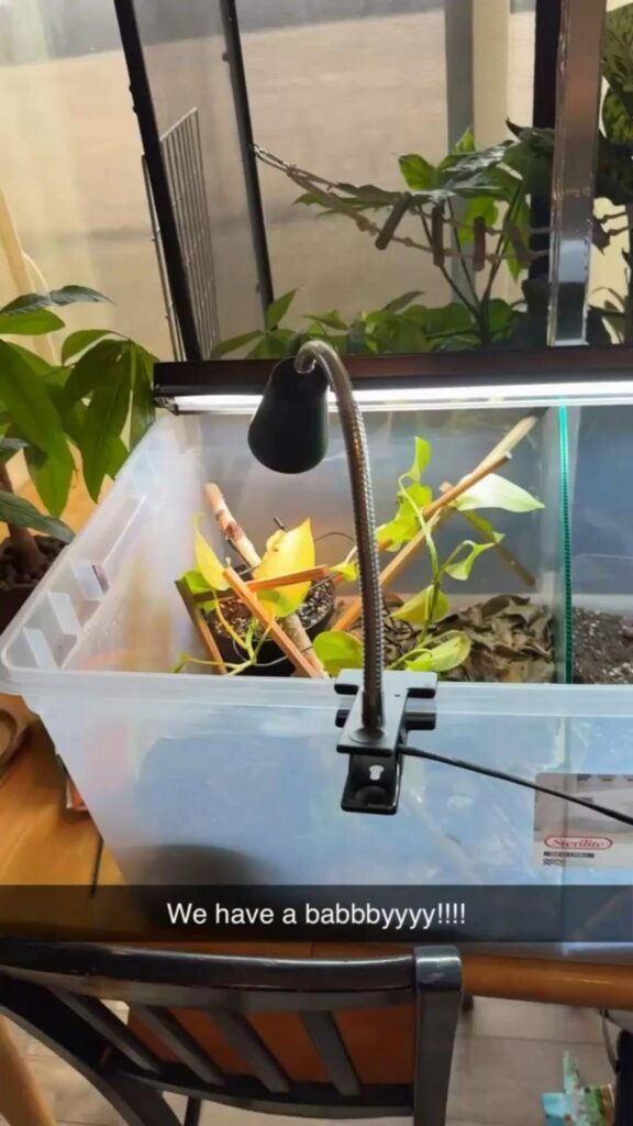 黄緑色のカメレオンが枝を登っている