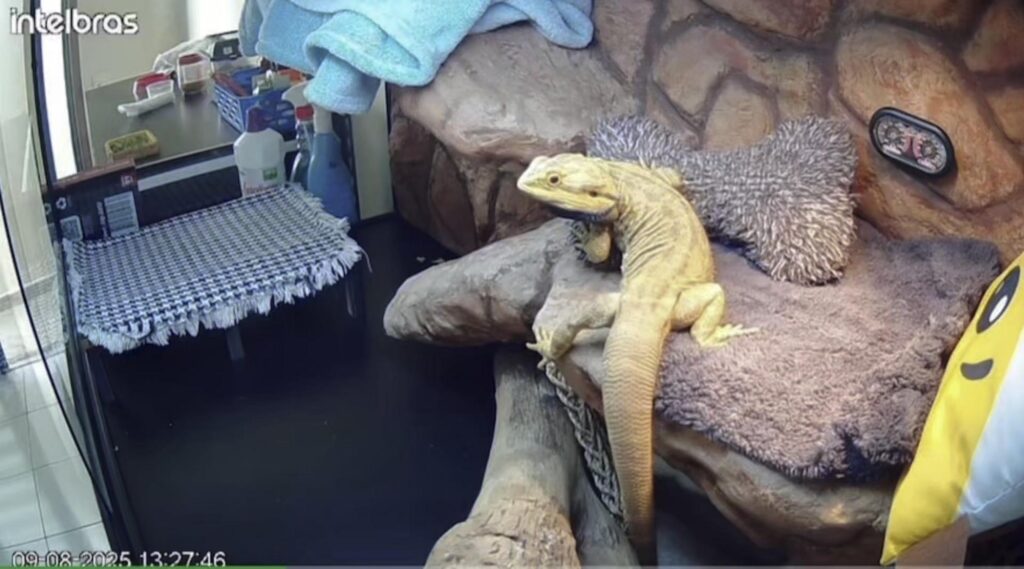 黄色いフトアゴヒゲトカゲが振り返っている