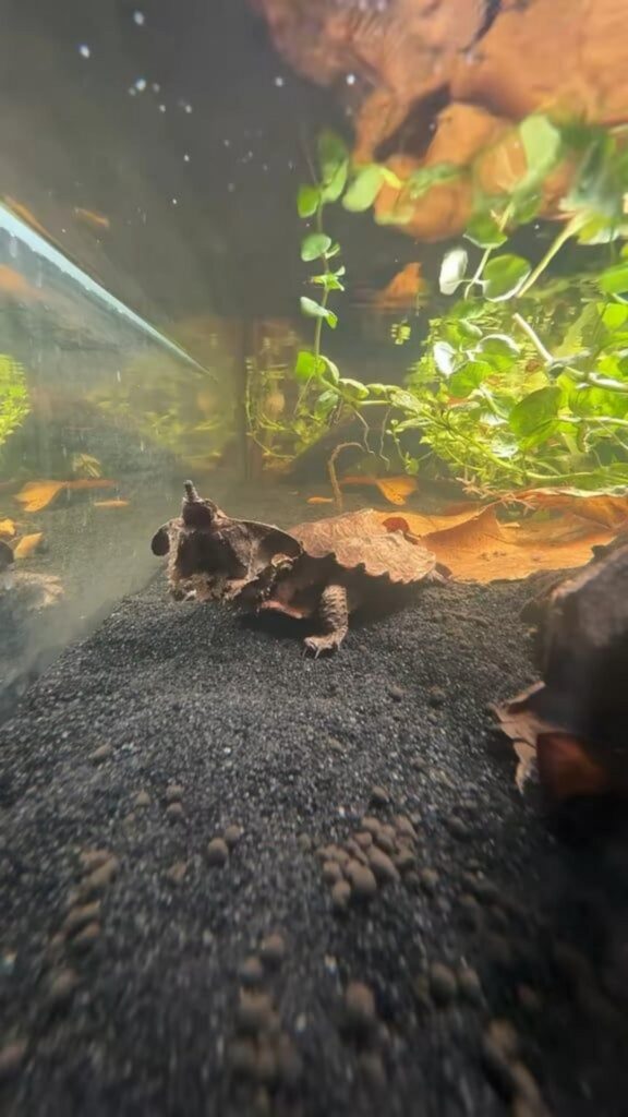 砂底でじっとしている茶褐色のマタマタ