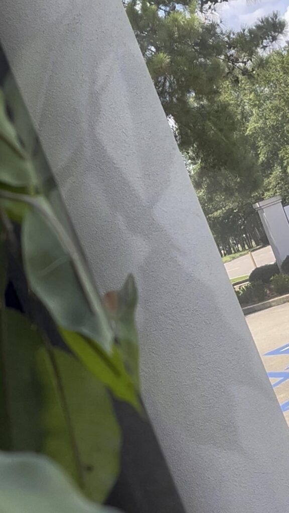 緑色のアノールトカゲが葉から覗いている